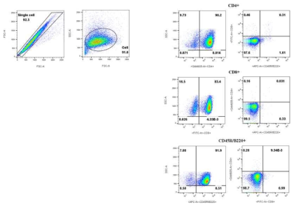 MACS 시스템을 이용한 CD4+, CD8+ T세포 및 B 세포를 분리한 후, FACS 분석을 통해 세포 분리 여부 및 오염도를 확인함