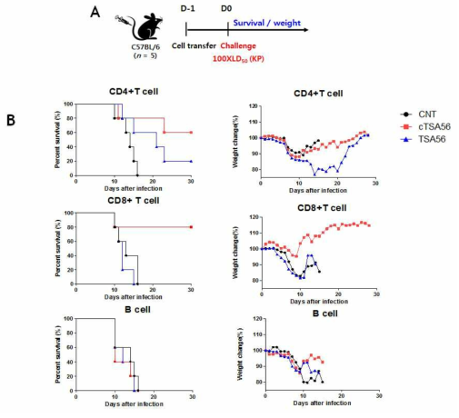 Adoptive cell transfer 실험결과. (A) 실험일정 모식도. (B) Adoptive cell transfer 시행후, 반수치량 100배의 카프 균주를 감염시킴. 이후, 30일동안 마우스 생존률 및 체중변화 관찰함