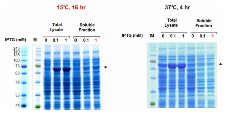 제작한 클론은 BL21 대장균 균주에 Transformation 해준 후, 0.1, 1mM의 IPTG (Isopropyl β-D-1-thiogalactopyranoside) 최종 농도에서 15℃ 16시간 또는 37℃ 4시간 조건 하에서 단백 발현을 유도함