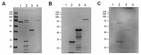 cScaAF4+cTSA56 단백의 정제 여부를 Western blot으로 확인함. (A)Coomasie stain. (B) Anti-His. (C)쯔쯔가무시병 환자 혈청 (Lane 1: BSA, 2 : cTSA56 단백, 3: cScaAF4단백, 4 : cScaAF4+cTSa56 Fusion단백)