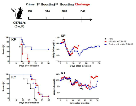 cScaAF4+cTSA56 fusion 단백을 면역한 마우스에 반수치량 1000배의 카프, 카토균주를 감염시킴. (위) 마우스 감염실험 모식도. (아래) 마우스 생존률 및 체중 변화