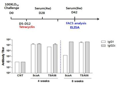 마우스 감염 모델에서 쯔쯔가무시균에 의한 항원 특이적 적응면역반응 분석 (위)동물실험 일정 모식도 (아래)100배의 반수치사량(LD50, Lethal dose50)의 보령균주을 감염시킨 4주/6주 뒤, ScaA/TSA56단백-특이적 항체 변화를 ELISA로 관찰함
