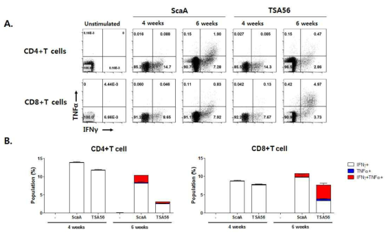 100배의 반수치사량(LD50,, Lethal dose50)의 보령균주을 감염시킨 4주/6주 뒤, ScaA/TSA56단백-특이적 CD4+IFNγ+TNFα+, CD8+IIFNγ+TNFα+세포 변화를 FACS로 확인함
