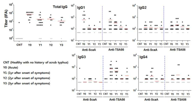 쯔쯔가무시병 환자의 혈청을 분리한 후, 생성된 쯔쯔가무시균 특이적 총 IgG항체의 역가를 면역형광검사법IFA법으로 확인하였으며, ScaA/TSA56-특이적 IgG항체 아이소타입 (Isotype)의 역가를 ELISA로 측정함. (CNT :정산대조군, Y0 : 쯔쯔가무시병 회복환자(2주이내), Y1 : 쯔쯔가무시병 회복환자 (1년경과), Y2 : 쯔쯔가무시병 회복환자 (2년경과), Y3 : 쯔쯔가무시병 회복환자 (3년경과))
