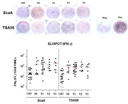 쯔쯔가무시병 환자의 PBMC (5X105 / well) 와 ScaA, TSA56재조합단백 (최종농도.10㎍/㎖)을 함께 배양한 후, 항원-특이적 IFNγ (Red),IL-4(Blue)을 생산하는 세포수를 ELISPOT으로 확인함(위). ImmunoSpot image analyser를 이용하여, IFNγ,IL-4를 생성하는 세포수를 정량함(아래)(CNT :정산대조군, Y0 : 쯔쯔가무시병 회복환자(2주이내), Y1 : 쯔쯔가무시병 회복환자 (1년경과), Y2 : 쯔쯔가무시병 회복환자 (2년경과), Y3 : 쯔쯔가무시병 회복환자 (3년경과))