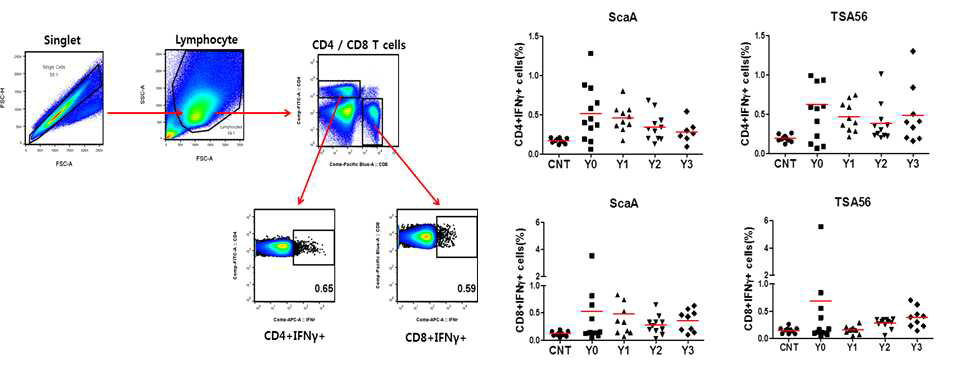 쯔쯔가무시균 항원들에 대한 T세포 반응 분석. FACS분석 모식도(위). 쯔쯔가무시병 환자의 PBMC (3X106 세포)와 ScaA, TSA56재조합단백 (최종농도.10㎍/㎖)을 함께 배양한 후, 항원-특이적 CD4+IFN-γ+, CD8+IFNγ+ T세포를 FACDS로 확인함.(아래)(CNT :정산대조군, Y0 : 쯔쯔가무시병 회복환자(2주이내), Y1 : 쯔쯔가무시병 회복환자 (1년경과), Y2 : 쯔쯔가무시병 회복환자 (2년경과), Y3 : 쯔쯔가무시병 회복환자 (3년경과))