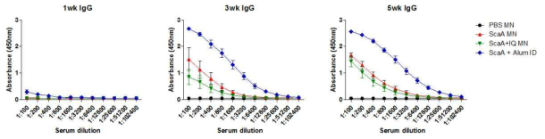 PBS, ScaA단백, ScaA단백+Immiquimod를 탑재한 마이크로니들 패치 실험군과 ScaA단백+Alum 대조군을 마우스에 최초 면역 후, 경과 시간별(1, 3, 5주) Total IgG항체 역가