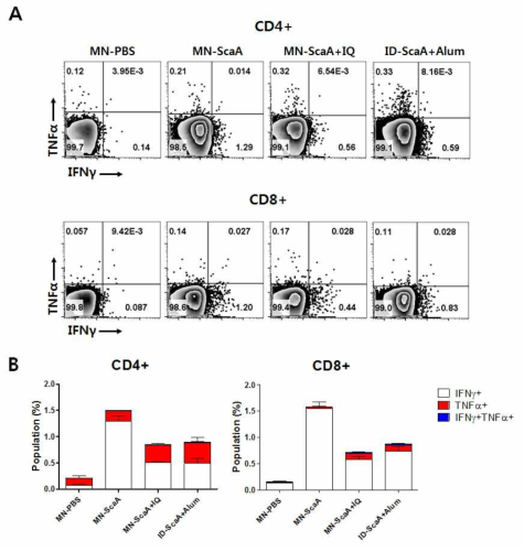 PBS, ScaA단백(10㎍), ScaA단백(10㎍)+Immiquimod를 탑재한 마이크로니들 패치 실험군과 ScaA단백(10㎍)+Alum(100㎍)으로 최종 면역 7일 후, 마우스의 비장세포를 분리하여 ScaA-특이적 T세포 반응성 FACS로 확인함