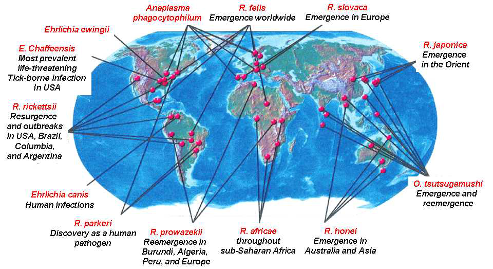전 세계적으로 발생하고 있는 신종, 재출현 리케치아 감염 질환
