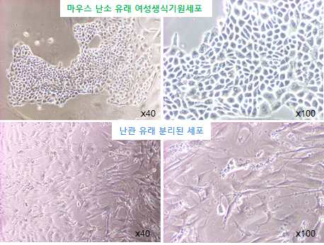 분리된 마우스 여성생식기원세포의 형태학적 비교