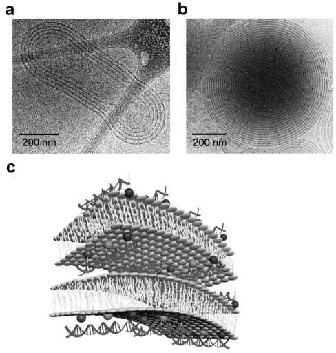 (a) and (b) 30 mer DNA가 lipofectamine과 결합하여 형성한 나노입자의 Cryo-TEM 이미지 (c) lipofectamine double layer에 결합된 DNA 배열 모식도