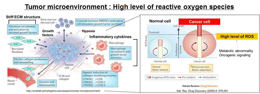 고형암 조직의 특성 (좌) 및 세포 내 활성 산소 조절 (우)에 관한 모식도