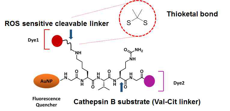 금 나노입자를 이용한 세포 내활성 산소 탐지용 나노 검출체의 디자인. (AuNP - 20 nm 지름을 갖는 금 나노입자, Dye 1 – IR800 CW, Dye 2 – Texas red)