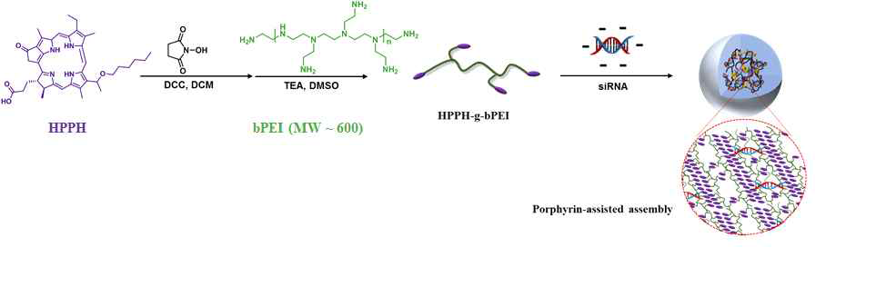 HPPH와 결합한 bPEI 접합체 합성 전략 및 siRNA 복합체 구성 모식도