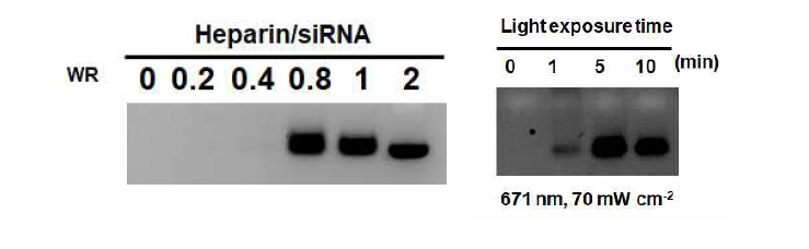 (좌) heparin 및 (우) 광조사에 의한 siRNA 분리 실험 결과