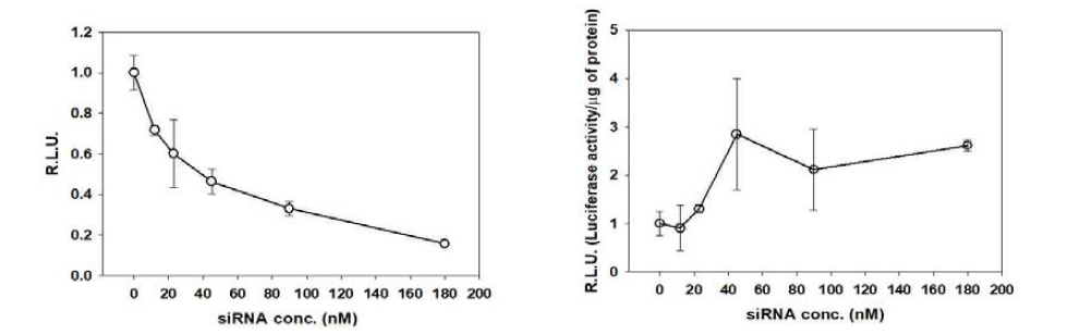 Luciferase assay를 통한 fLuc-4T1 세포에 전달된 나노입자의 유전자 제어 효과 검증 (좌) siLuc 나노입자 (우) siGFP 나노입자