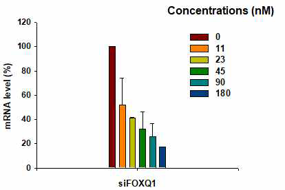 Foxq1 유전자 제어 효과에 대한 mRNA level 검증을 위한 qPCR 결과