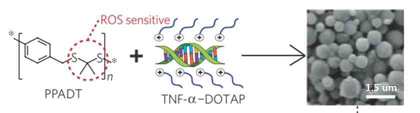 siRNA/DOTAP polyplex를 PPADT로 봉입하는 방법 및 형성된 서브마이크론 크기의 입자 (TKN)