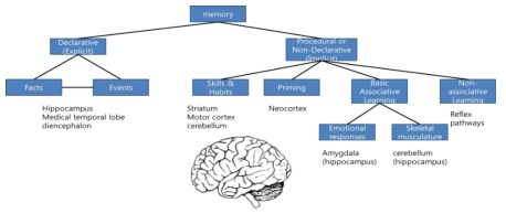 기억의 분류와 관련 뇌영역