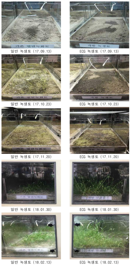 ECG 녹생토와 일반 녹생토의 장기식생시험 (생육촉진챔버)