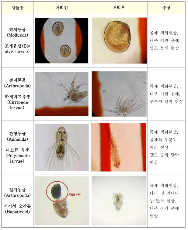 전기분해 내성종 산화제 처리 전/후 비교