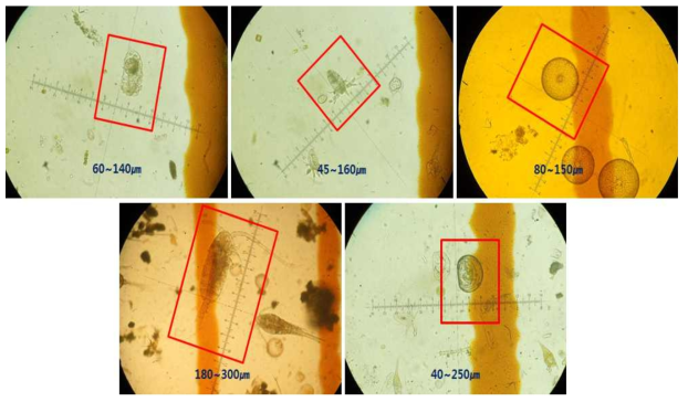 시험 시기에 출현한 ≥ 50㎛ 크기의 주요 생물 (1: Rotifera, 2: Copepod nauplii, 3: Coscinodiscus sp., 4: Paracalanus spp., 5: Bivalve larvae)