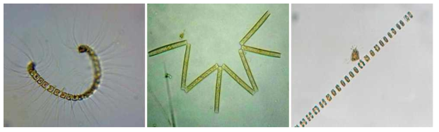 시험 시기에 출현한 ≥ 10㎛ & < 50㎛ 생물의 주요 분류군 (좌: Chaetoceros sp., 중: Thalassionema sp., 우: Skeletonema sp.)