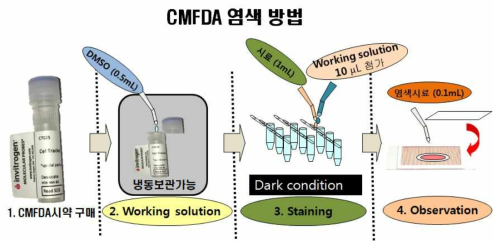 CMFDA 염색방법