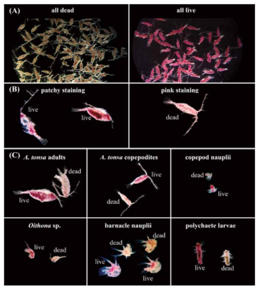 Neutral red 염색법에 의한 생사판별 예, 출처: Elliott and Tang, 2009