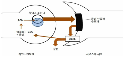 콜린 작동성 시냅스에서 일어나는 전달물질의 화학변화