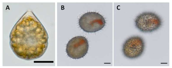 Scrippsiella trochoidea 유영세포(A)와 시스트(B, C)