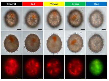 대조구와 4개의 파장에 노출된 Scrippsiells trochoidea 시스트의 형태적 특징과 형광사진