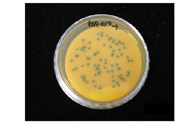mEI agar petri dish 상의 Enterococcus
