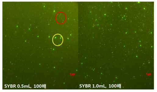 장목만 해수 시료 0.5 mL 와 1.0 mL를 100배 희석한 SYBR Green I 염색약을 이용해서 염색한 후 형광현미경을 이용해서 관찰한 사진(바이러스: 빨간색 원내에 표시되어진 작은 녹색 점, 종속영양박테리아: 노란색 원내)
