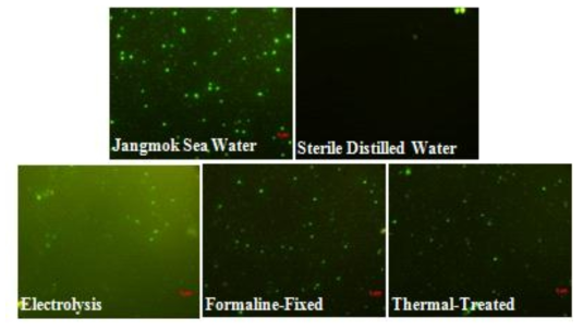 다양한 방식으로 처리된 샘플을 SYBR Green I으로 염색한 후 형광현미경하에서 관찰한 모습(시료 0.5 mL, SYBR 100배 희석 조건)