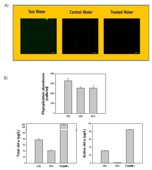 A) Cytation 5을 이용한 원수, 대조구, 처리수의 이미지 사진(연두색으로 나타난 것이 FDA에 염색된 세포임), B) 현미경으로 관찰한 개체수와 Phyto-PAM으로 측정한 엽록소-a(Total chl-a)와 활성엽록소-a(Active chl-a) 값 비교