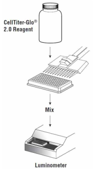 CellTiter-Glo 2.0 Assay 과정