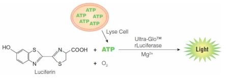 CellTiter-Glo 2.0의 발광효소반응