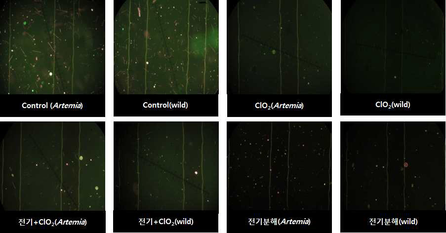 전기분해, ClO2, 전기분해+ClO2 처리 전, 후 생물 사멸효율 현미경 관찰 결과