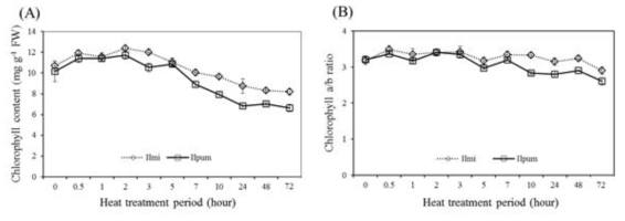 유묘이용 고온에 따른 식물체 잎 엽록소함량 및 비율변화 분석 (A).총엽록소 함량변화 (B) 엽록소 A/B비율변화