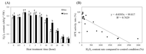유묘이용 고온에 따른 식물체 (A) 과산화수소함량변화 (B) Ascorbic peroxidase activity과 과산화수소함량변화의 상관관계분석