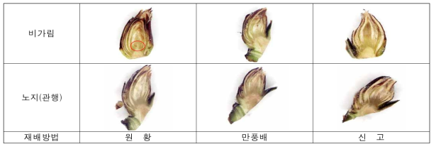 재배방법 및 품종에 따른 꽃눈 발달 양상 관찰 (8월15일)