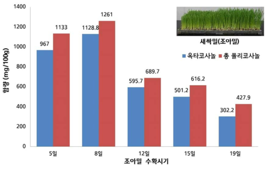 새싹밀(조아밀, 최적품종)의 옥타코사놀 및 총폴리코사놀 함량분석 결과