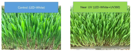 새싹보리 광처리에 따른 시료 사진