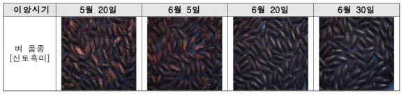 2012년 제4세부과제 시험재료 중 신토흑미 이앙시기별 수확물(밀양)