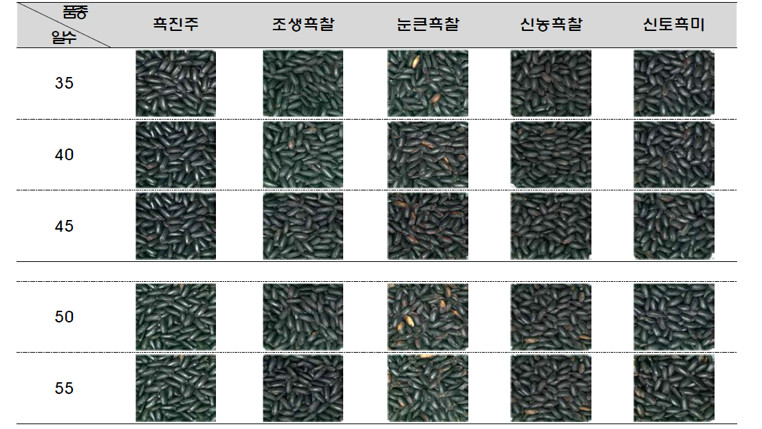 2014년 제 4세부과제 흑미 중 6월 20일 이앙한 시료 5품종(밀양)