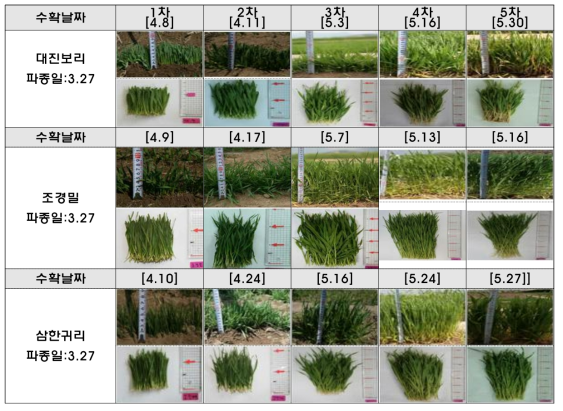 노지에서 재배한 새싹작물(큰알보리, 조경밀, 삼한귀리)의 수확시기별 사진