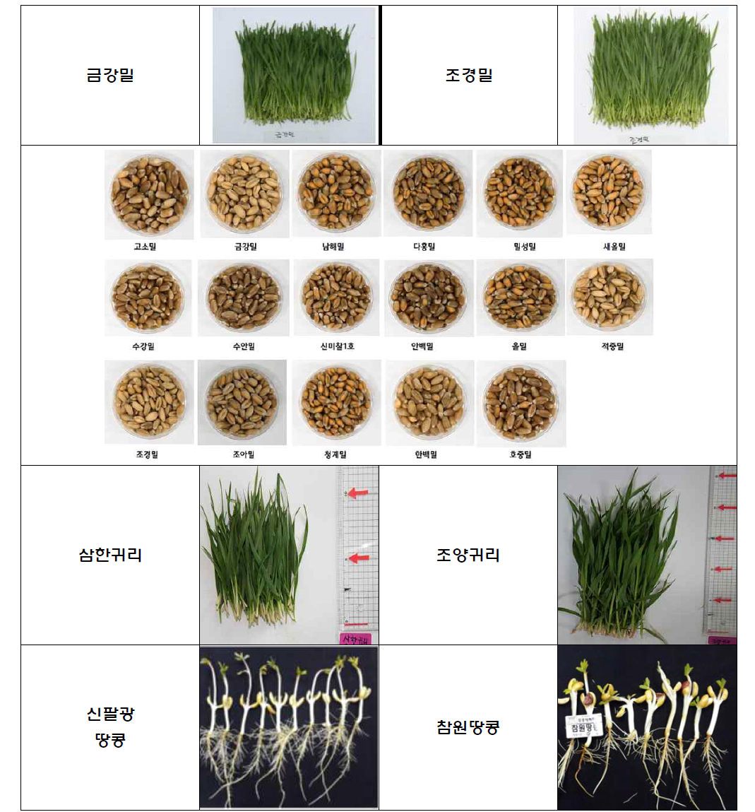 새싹작물 품종별 종자 및 새싹사진
