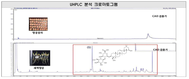 새싹땅콩의 사포닌 화합물 LC-CAD 분석 크로마토그램