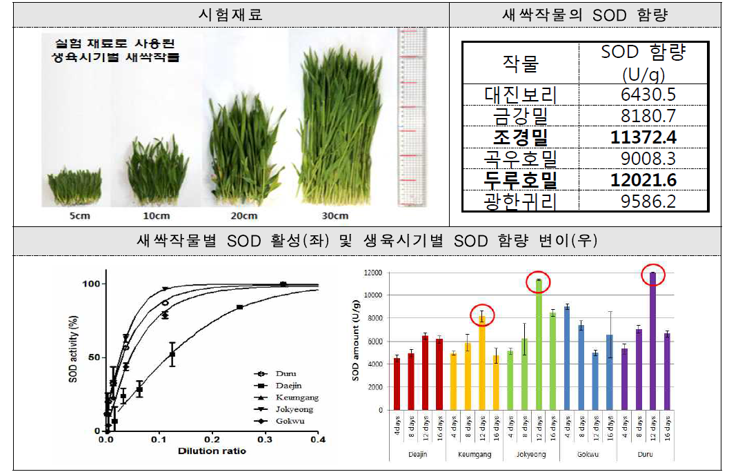 새싹작물의 생육시기별 SOD 활성 및 함량